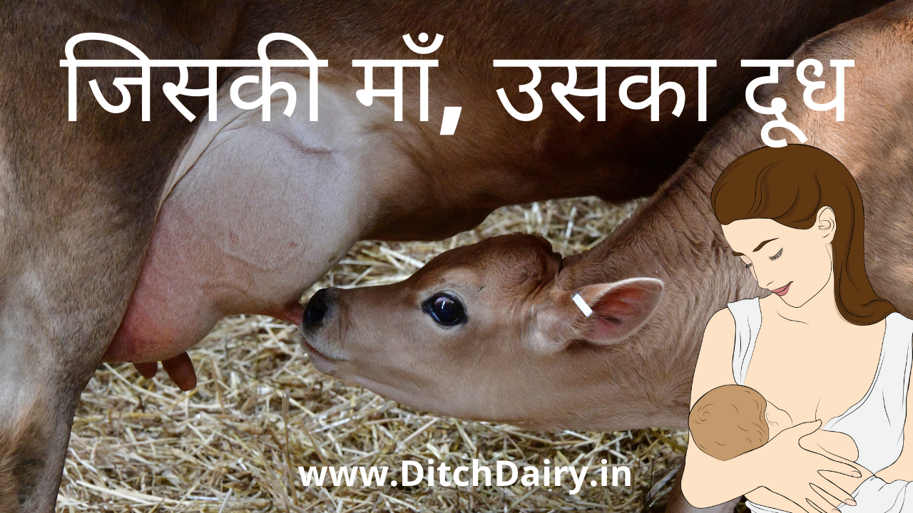 गाय का दूध : नवजात शिशु के लिए वरदान या अभिशाप?