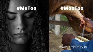 डेयरी गायों का शोषण भी एक नारीवाद का मुद्दा है #MooToo आंदोलन